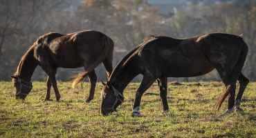 Warmer Weather May Impact Early Foaling Mare Pastures