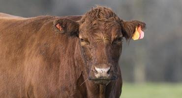 Alberta cow tests positive for atypical BSE