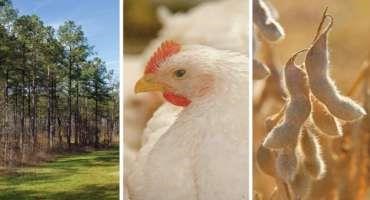 Mississippi Agriculture Reaches a Record High