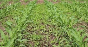 Protecting Crop Yields Starts With Early Season Weed Control