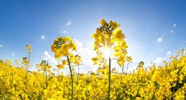 AAFC announces investments into canola and the Prairie Organic Development Fund