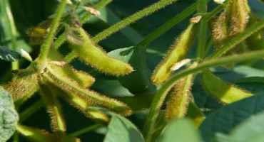 Soybean Production Continues Ascent in Miss.