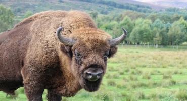Search for missing bison continues with Ontario community involved