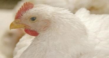 Demand, Higher Prices Increase Poultry Value