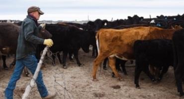Record Beef Prices, but Ranchers Aren’t Cashing In