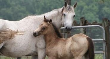 Is Your Horse Enterprise a Business or a Hobby?