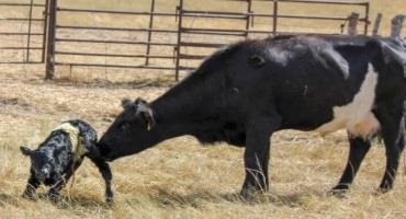 How to Develop a Custom Calving Agreement