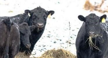 Pasture and Forage Minute: Hay Feeding Concerns