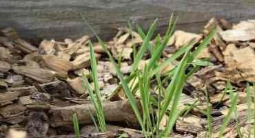 Oats as a Cover Crop