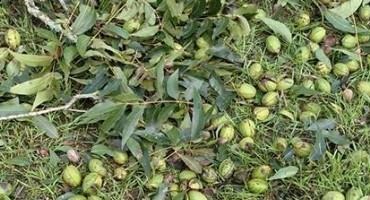 Hurricane Michael Aftermath: Pecan Producer Still Reeling Amid a Down Year