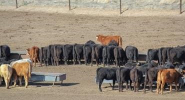 LRP Insurance for Fed Cattle and Put Options: Farmer-Feeder Considerations