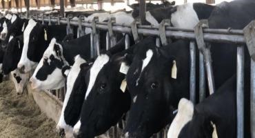 Milk Supply Tight and Farm-Level Prices up, Along with Costs