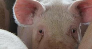 Iowa Pork Producers Say they Face Obstacles with New California Animal Confinement Law
