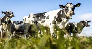 Dutch Cow Farmers Face Tough Climate Choices