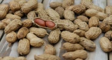 New Seed Treatment Sets Higher Standard of Control for Peanut Disease