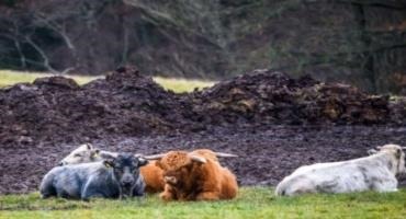 Herd The Moos? Latvia's Symbolic Blue Cow Back From The Brink