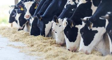 Dairy Cattle Code of Practice comment window open