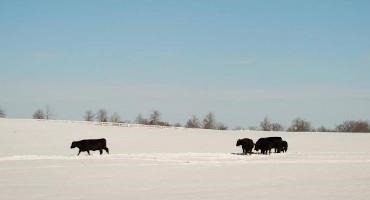 Winter Weather Pushes Livestock Cold Stress into Emergency Category