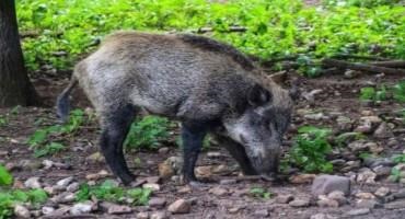 Case of African Swine Fever Confirmed in Northern Taly