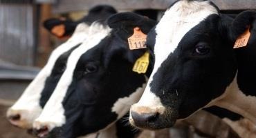 Controversial Dairy CAFO In Kewaunee County Could Have Up To 15K Cows Under Proposed Permit Changes