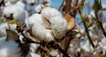 U.S. Cotton Trust Protocol Celebrates First-Year Accomplishments