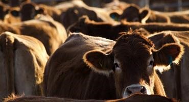 More countries suspend imports of Canadian beef