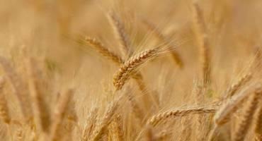 Genetic Discovery to Improve Breeding for Disease Resistance in Wheat