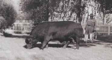 'PIONEER HERD OF THE WEST': Idaho Ranchers Boast Oldest Continuous Registered Angus Herd West of Rockies