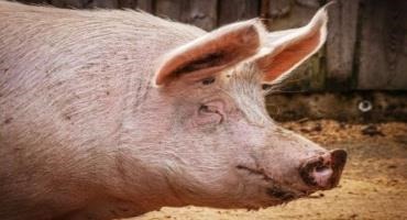 Mexico Says Pig Die-Off Due To Salmonella, Pneumonia