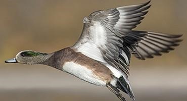USDA Confirms Highly Pathogenic Avian Influenza in a Wild Bird in South Carolina
