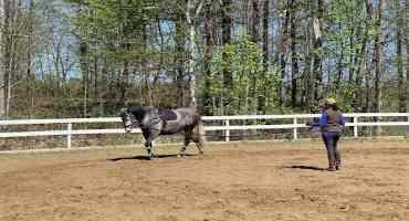 Characterizing the Exercise Workloads and Energy Needs of Horses