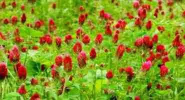 Plant Cover Crops at Home for Healthier Soils