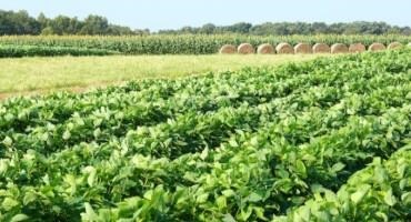 Corn And Soybean Farmers Get Advice To Use For 2022 Crops