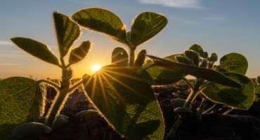 Soy Checkoff’s New Strategic Plan Brings Value to Soybean Farmers