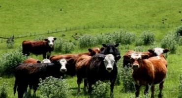 Farm Bureau Seeks Revision to Cattle Transparency Act
