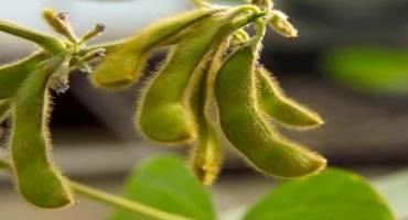A New Horizon for Fertilizers—Iron Oxide Nanomaterials Support Efficient Soybean Production