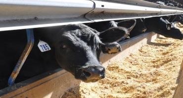 Senators: More Cash Cattle Trade Needed