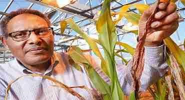 New Variety will Help Farmers Increase Sorghum Yields