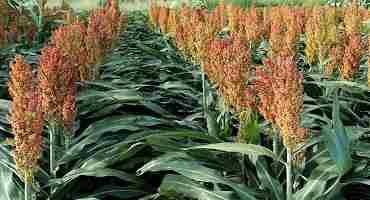 K-State Researchers Studying Sorghum’s Energy Value