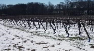 Grape Winter Bud Hardiness: January 2022 Mid-Winter Research Update