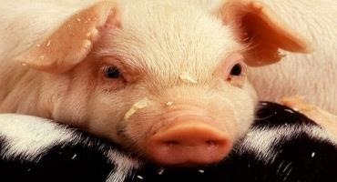 Pork Producers Should Be Concerned with Preventing African Swine Fever