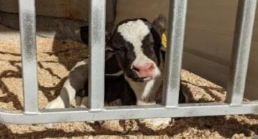 Providing Water to Calves at Birth – Liquid Feeds Serve a Different Purpose