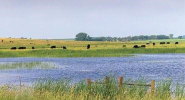 Protecting wetlands with cattle