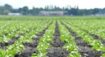 Does Fall Urea Application Reduce Sugarbeet Stand Loss?