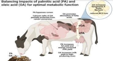 Harnessing Fatty Acids for Transition Cow Management