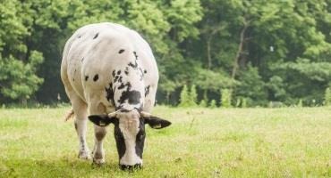 Satellites Help Cattle Maintain a Healthy Diet