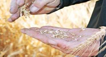 UC Davis Team Identifies Wheat Gene that Increases Yield