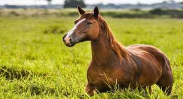 Decreasing Costs of Feeding Horses