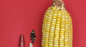 Comparing Genes to Understand the Domestication of Corn