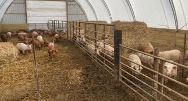 The Next Generation of Hog Farming: “I’d Rather Be the Best Farmer than the Biggest Farmer”